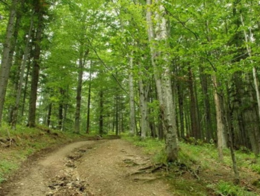 Девяностые возвращаются: жителя Кишинева вывезли в лес, вымогая деньги
