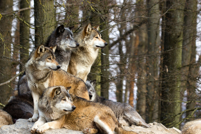 В Гагаузии на окраине Комрата стали появляться волки