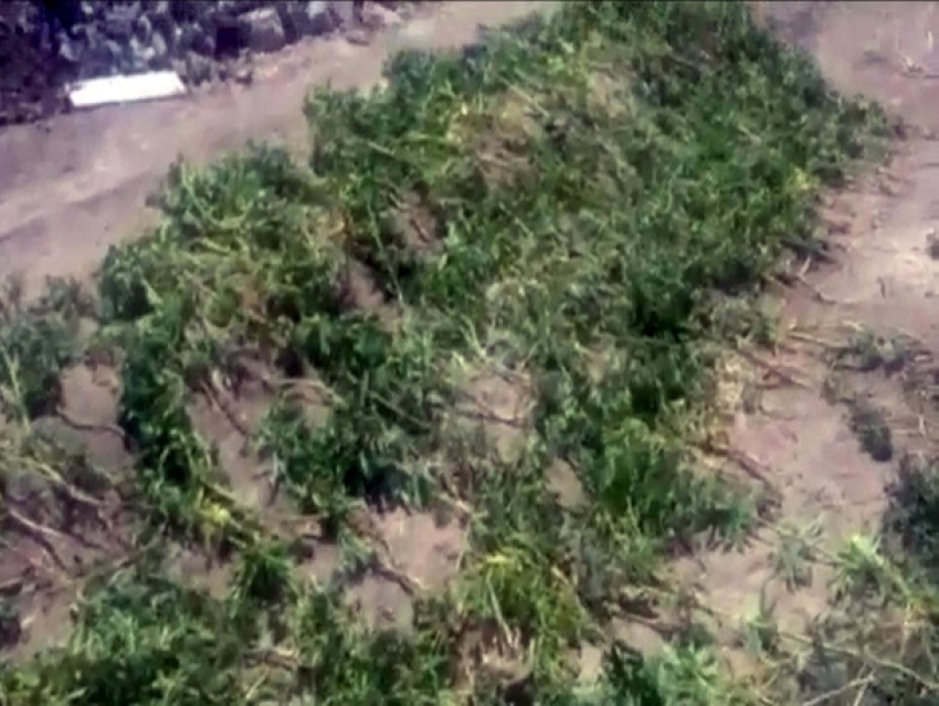 Грандиозную плантацию конопли в кукурузном поле обнаружила полиция Кишинева
