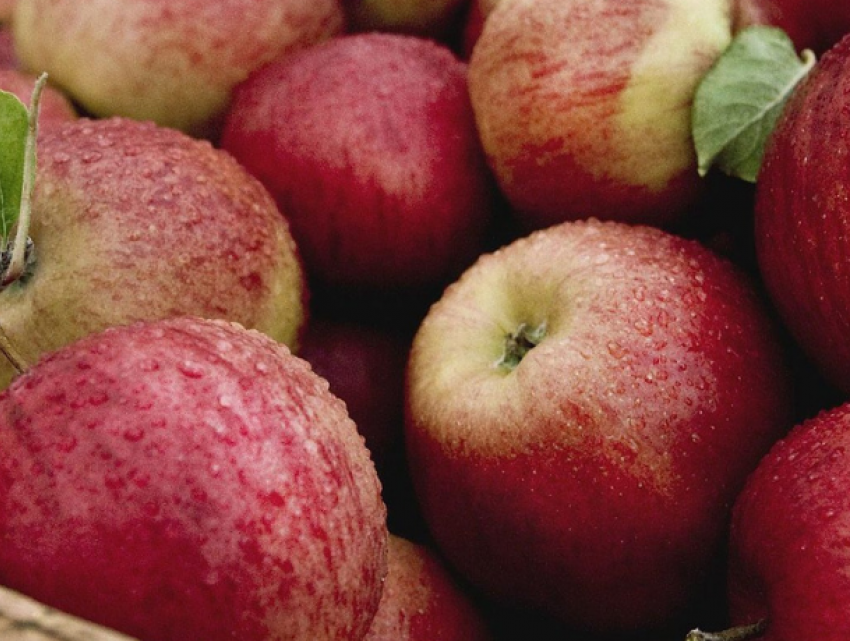 Молдова наращивает экспорт яблок в Россию