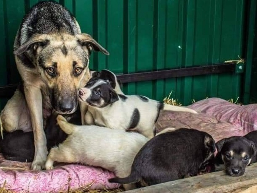 В Кишиневе центр стерилизации собак обвинили в неподобающем содержании животных