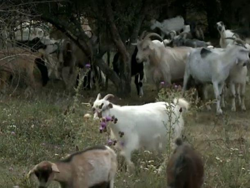 58 коров и 11 овец скончались в селе Бэдражий Ной после того, как побывали на загадочном пастбище