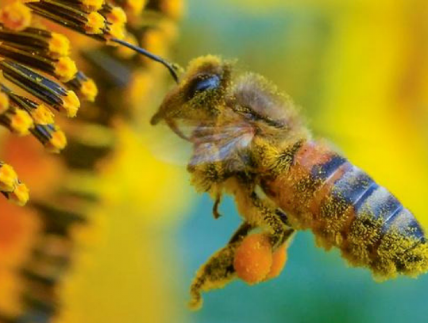 Власти Гагаузии отреагировали на массовый падеж пчел на юге Молдовы