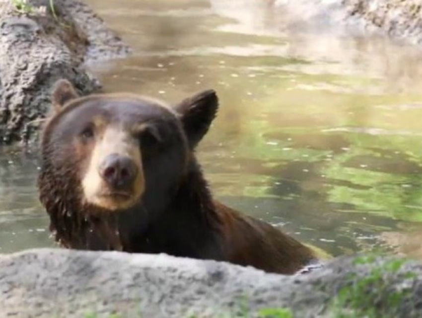Как переносят жару обитатели кишиневского зоопарка   