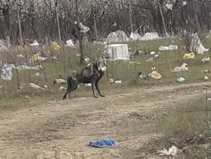 Волк на фоне усеянного мусором сада - коронавирусная пастораль в пригороде Кишинева