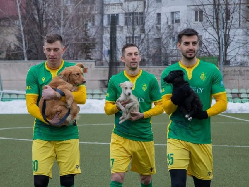 Возьми из приюта, а не покупай: футбольный клуб «Зимбру» поддержал бездомных животных