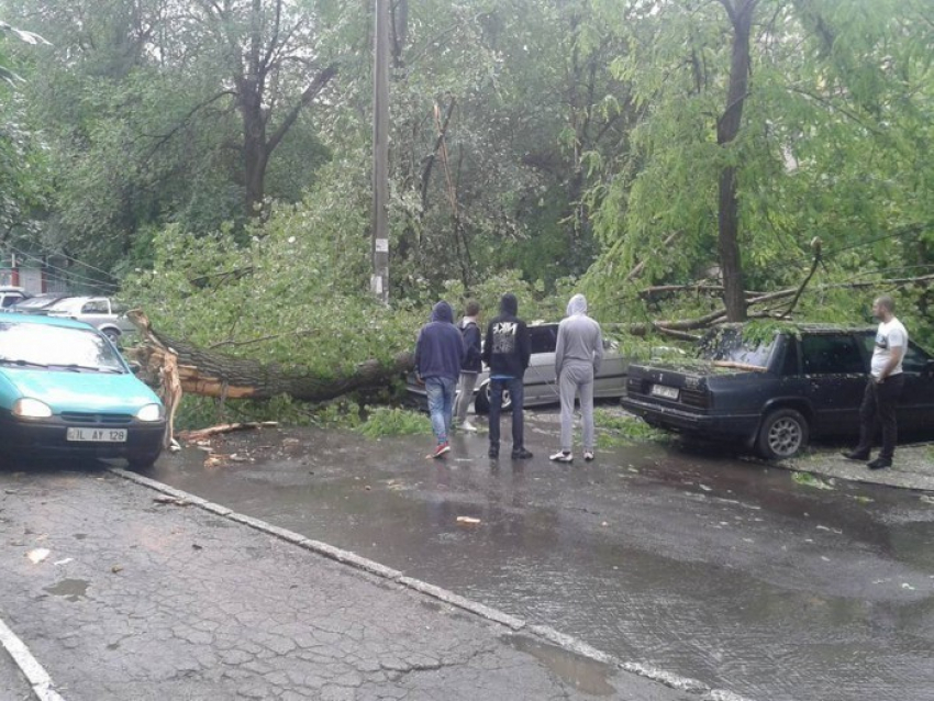 На Ботанике от падения дерева пострадали два автомобиля