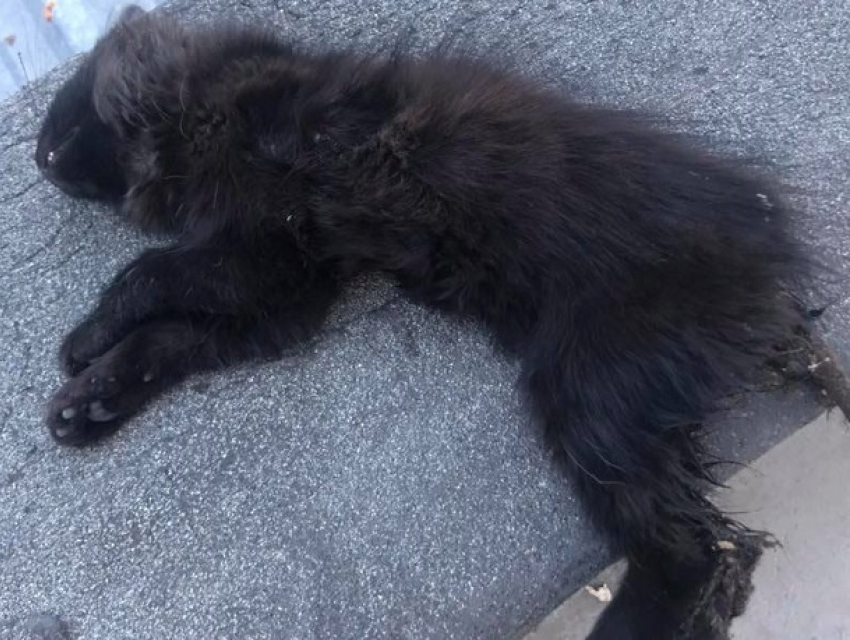 Умирающего котенка отказались спасти в ветклинике Кишинева