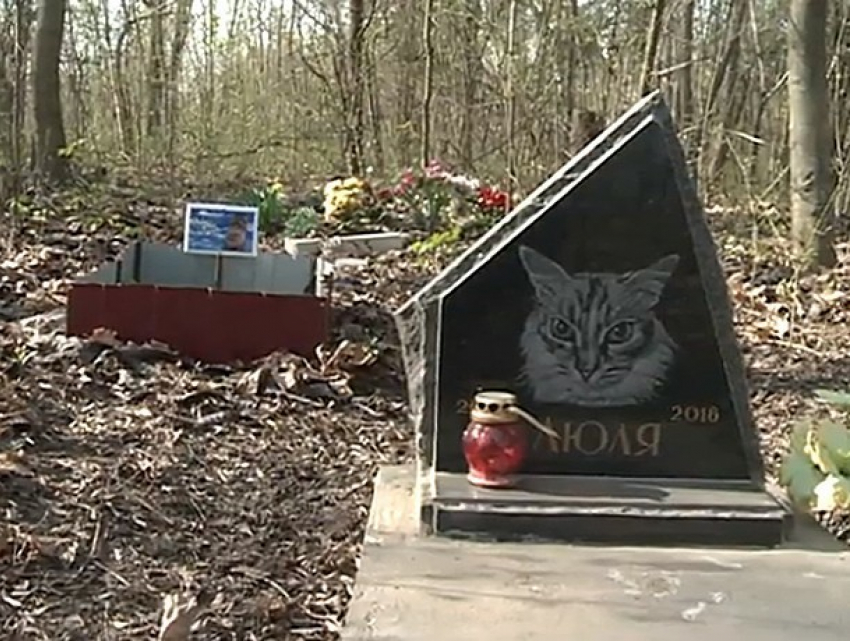 Зоозащитники потребовали убрать центр стерилизации в Кишиневе с кладбища домашних животных 