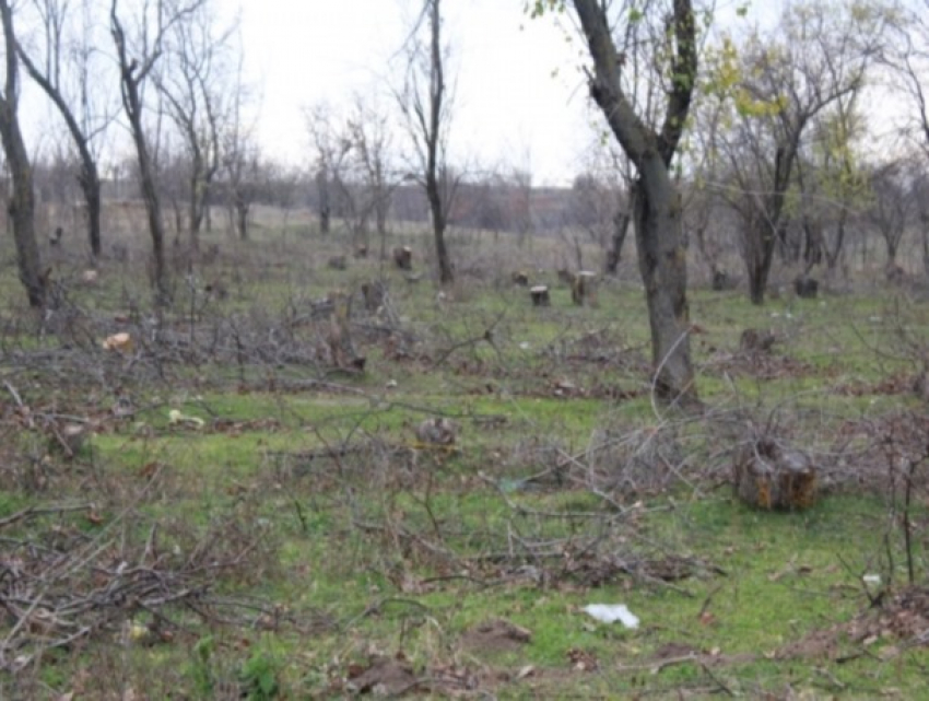 В Гагаузии злоумышленники незаконно вырубают лес