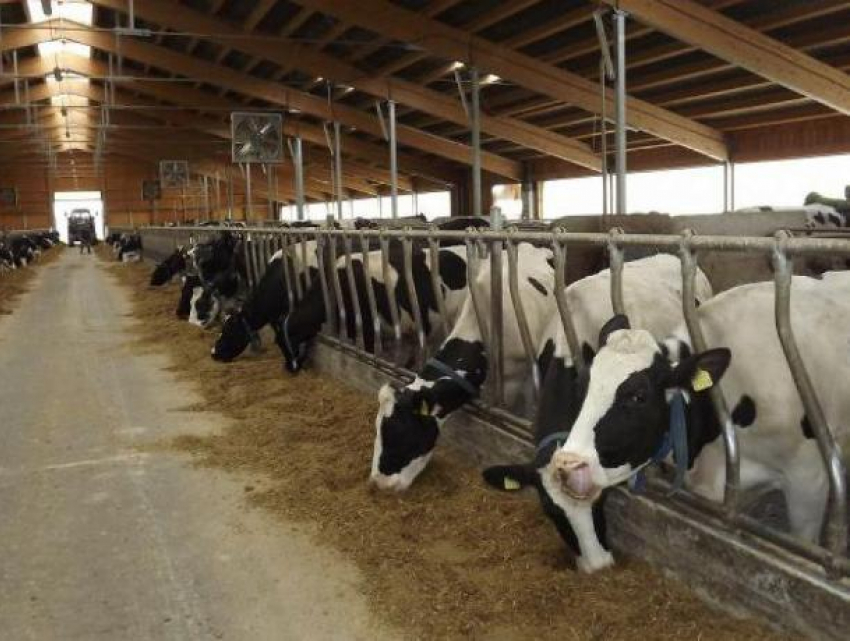 Животноводческие фермы в Молдове находятся в затруднительном положении: сектор нуждается в инвестициях