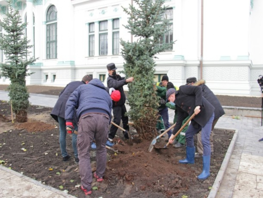  В сквере имени Эминеску в Кишиневе высадили около 40 пихт 