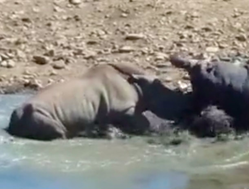Шокирующее видео: разъяренный бегемот растерзал носорога в битве за водопой