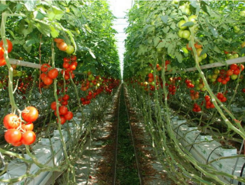 Эксперты: В Молдове выгоднее выращивать фрукты в теплицах, чем на полях