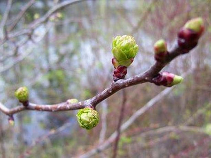 Днем до 10 градусов тепла, ночью – до 9 градусов мороза: погода в воскресенье 