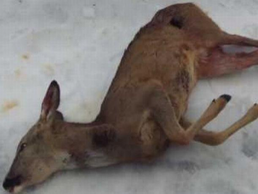 В Кодрах под Лозова обнаружены четыре косули, застреленные браконьерами, сельчане в шоке