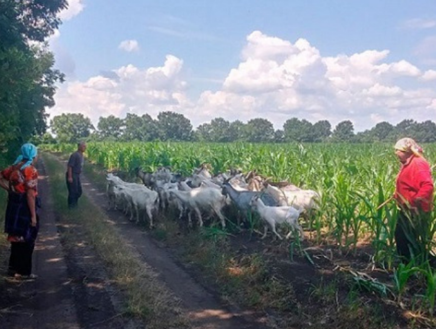 В Каменке пропавшее стадо коз нашли на границе с Украиной