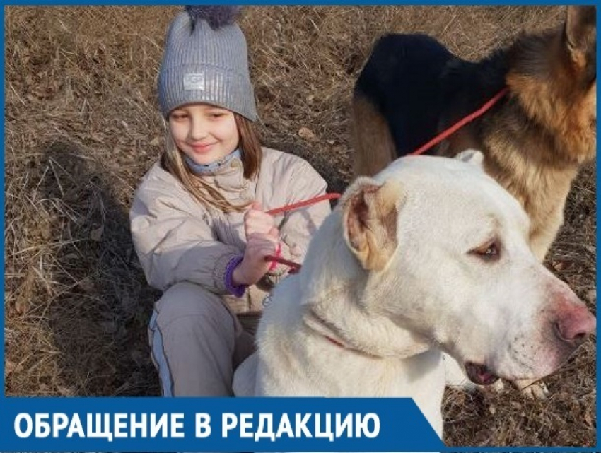 - Прошу помочь в розыске спасенной собаки, - Кристина Ротаренко