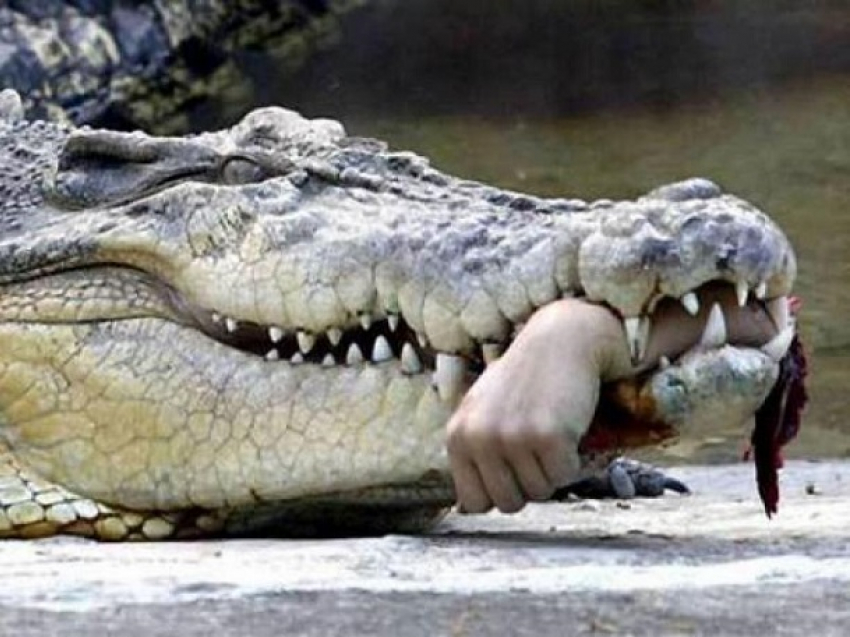 Крокодил растерзал корреспондента знаменитой американской газеты 