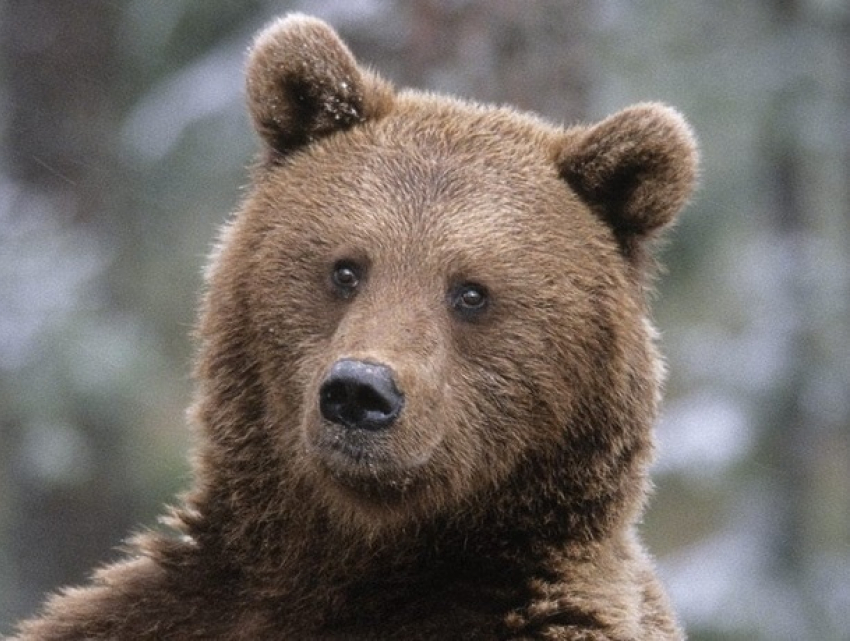 Тысячи кишиневцев напомнили об угнетении медведей в столичном зоопарке