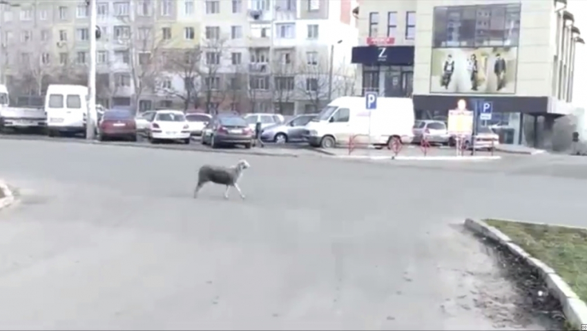 По улицам Кишинева бегала заблудившаяся овечка 