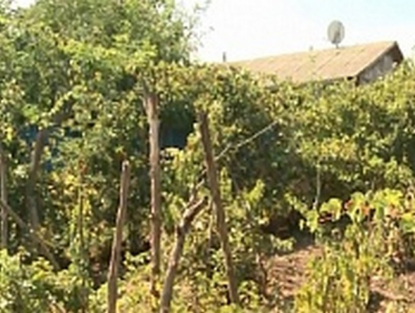 Жители села в Дрокиевском районе полгода ждут гибели от удара электрическим током