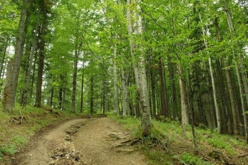 Гражданам Молдовы настоятельно не рекомендуют посещать леса на Пасху