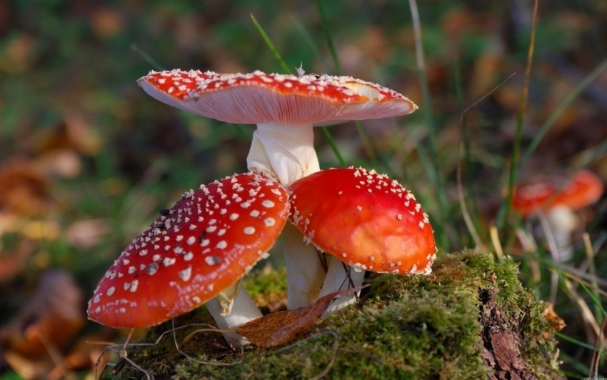 В Сороке 8 человек, в том числе годовалый ребенок, отравились грибами 
