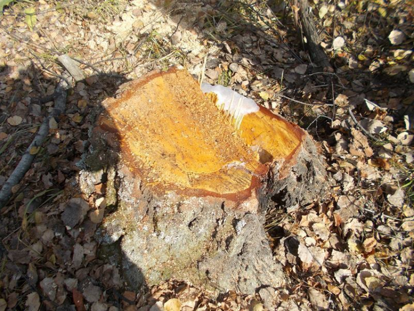 В понедельник на некоторых улицах Кишинева пройдет вырубка и чистка деревьев