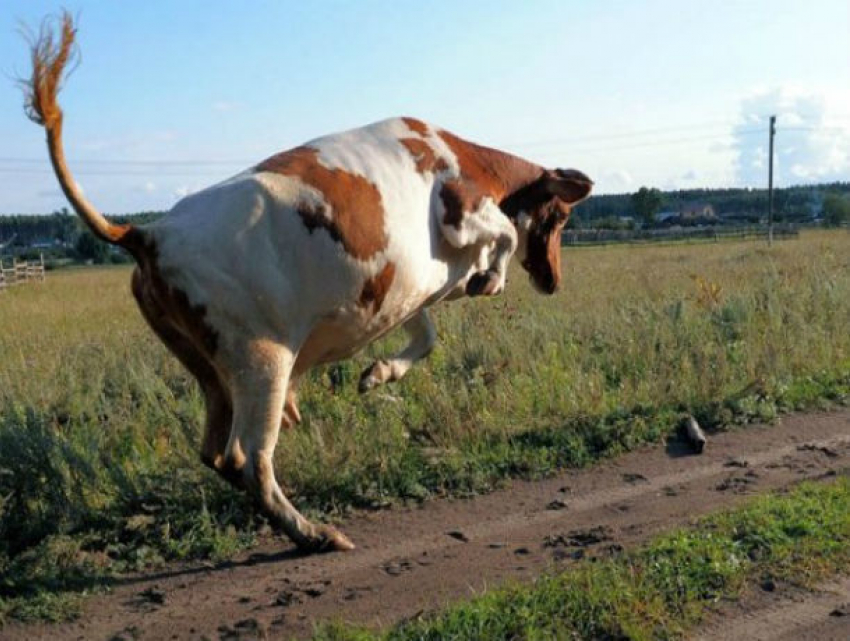 Новый случай бешенства у крупного рогатого скота зафиксировали в Молдове 