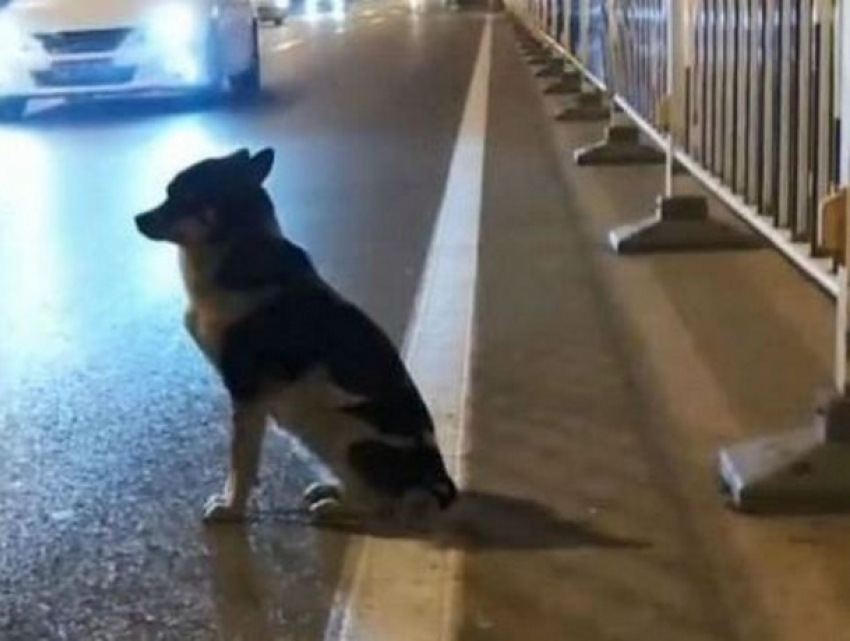 Собаке отказали в полете рейсом «Москва-Кишинев"