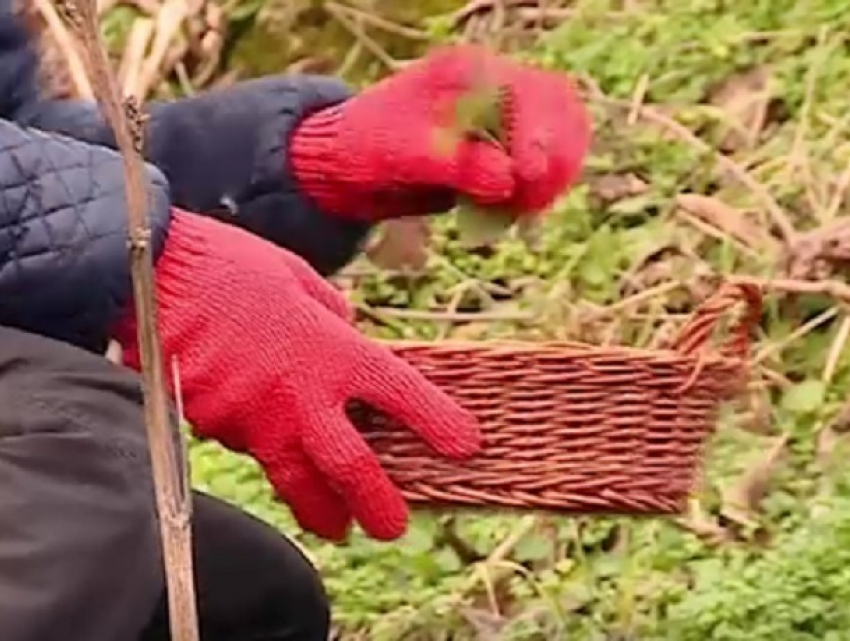 Посередине зимы в Молдове собрали первый урожай луговой крапивы
