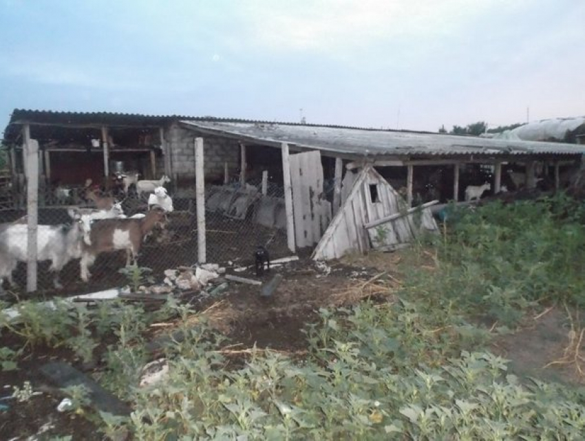 Молодая женщина и ее ребенок попали в рабство на овчарне в Каушанском районе 