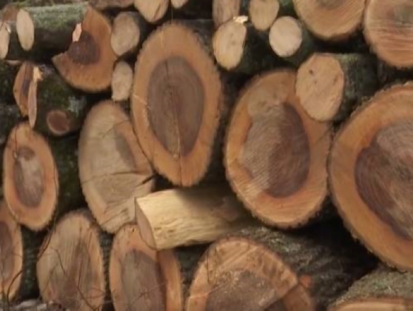 Виновные в незаконной вырубке леса в Вадул-луй-Водэ могут жестоко поплатиться