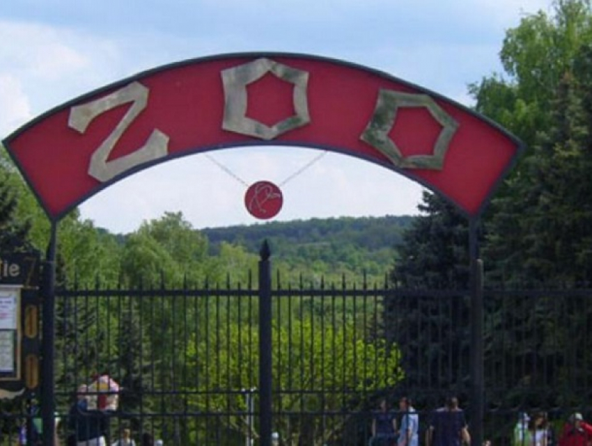 В зоопарк завезут пять львов из Словакии