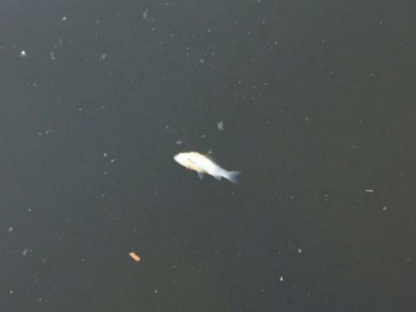 Мертвая рыба начала всплывать в озере кишиневского парка «Валя морилор»