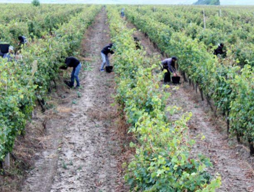 На юге страны заключенные собирают виноград в обмен на снижение срока