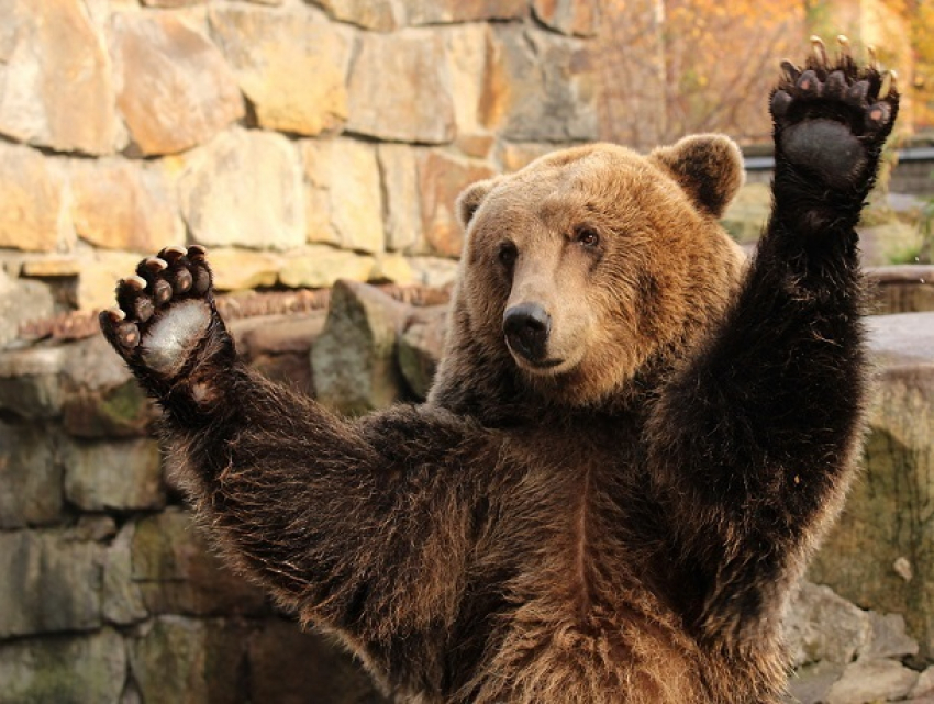 В Кишиневе готовят место для строительства «дома» для живого медведя