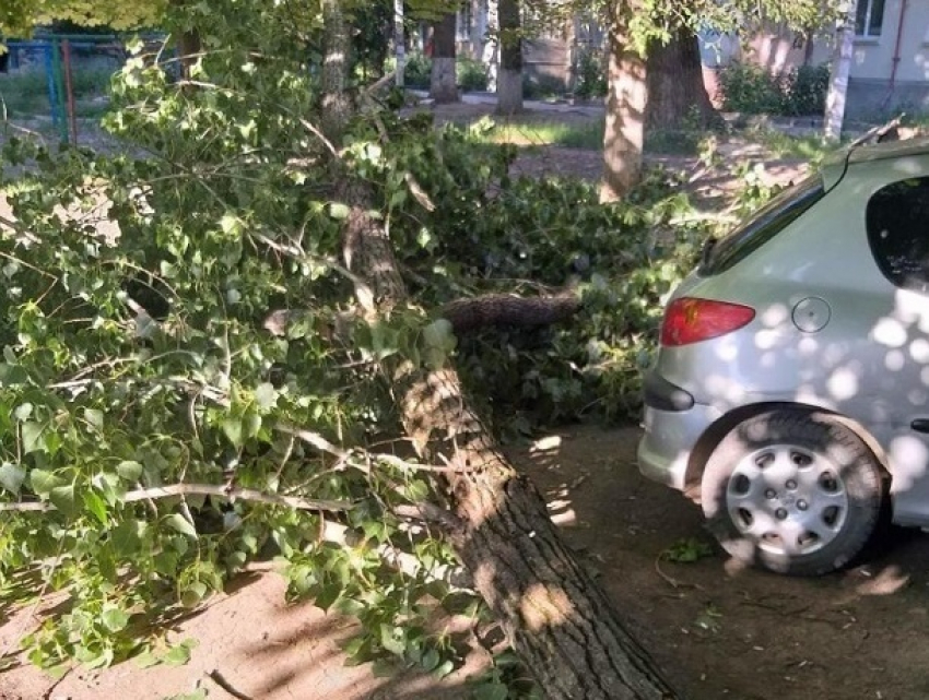 «Ассоциация зелёного хозяйства» не видит своей вины в смерти мужчины от упавшей ветки