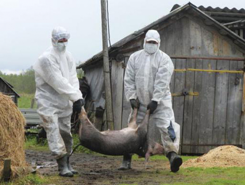 Бушующая африканская чума спровоцировала запрет ввоза свинины из Украины в Молдову