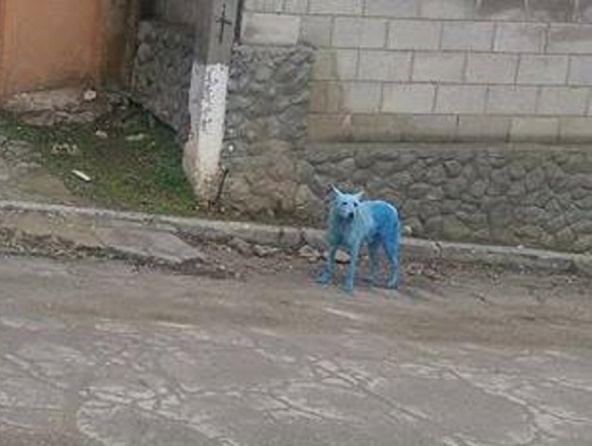 Инопланетный пес вызвал приступ недоумения у жителей Кишинева 