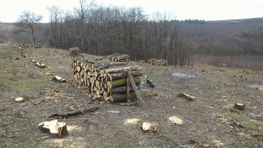 В Вадул-луй-Водэ идет незаконная вырубка леса
