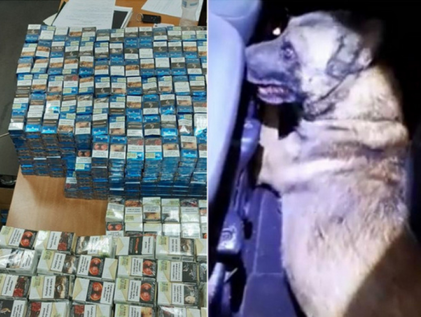 Пограничный пес Дунай обнаружил десятки тысяч сигарет, спрятанных в автомобиле