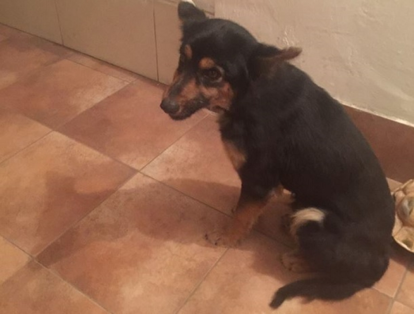 Избитого пса вытащил из подъезда кишиневской многоэтажки «ангел собак"