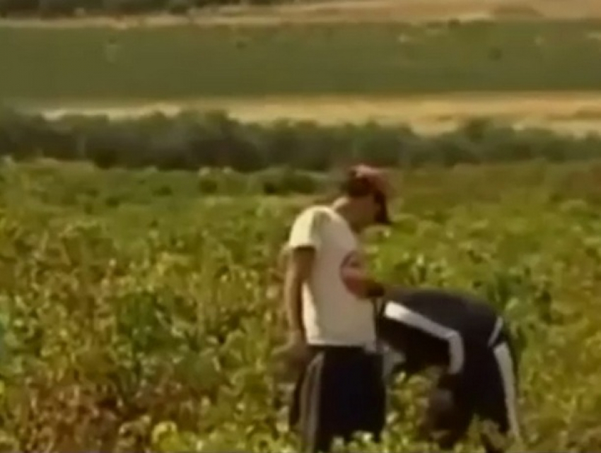 Рабами на итальянской ферме оказались 35 мужчин и женщин из Румынии