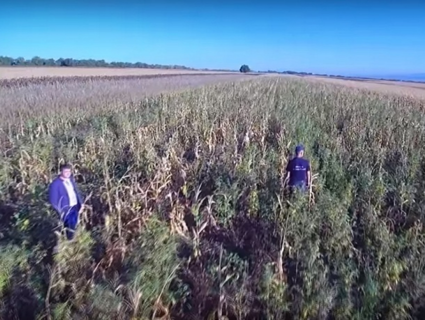 Огромную плантацию конопли, замаскированную под кукурузное поле, показали на видео 