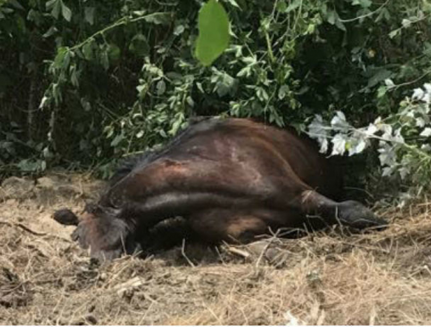 Ужасной смертью погибла лошадь в парке Валя Морилор