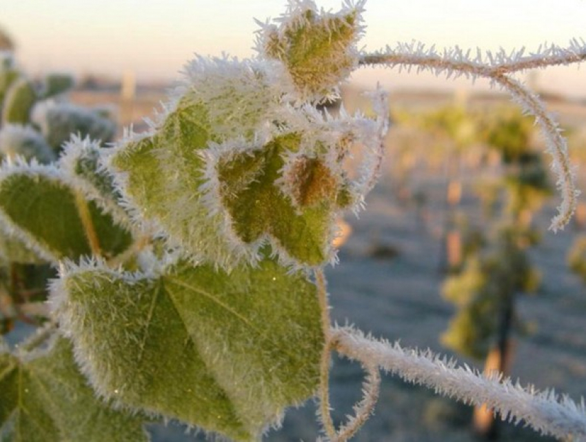 Во вторник в Молдову вернутся заморозки: объявлен желтый код метеоопасности