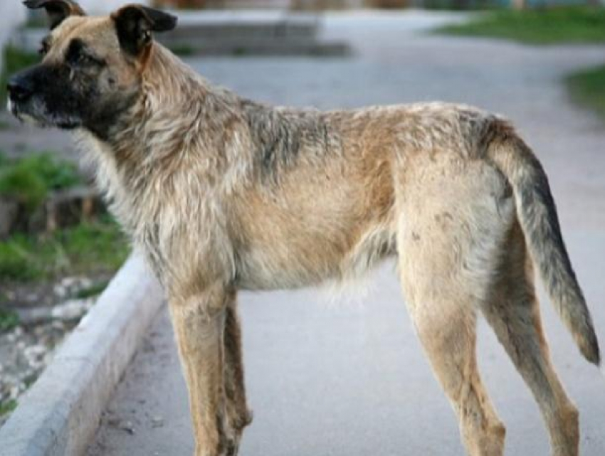 В Каушанах бродячие собаки терроризируют население