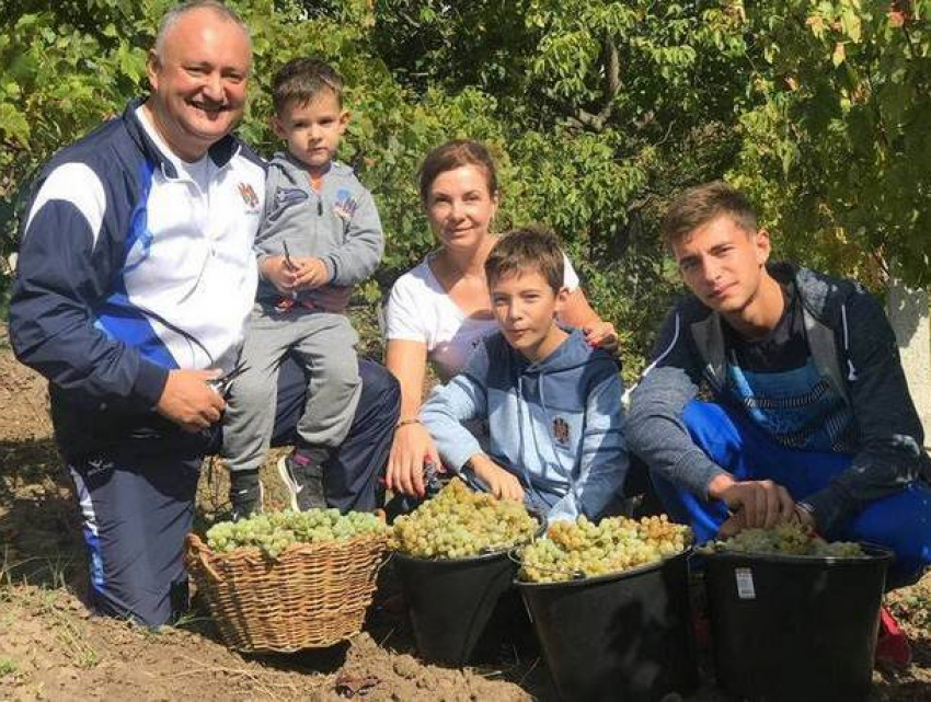 Вино из рислинга с участка, который подготовил отец, сделали президент Молдовы и его сыновья